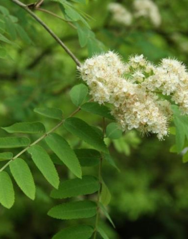 Jarabina ´Biela´ Stromčeková, kont. 5l