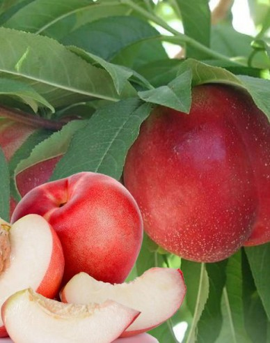 Nektarinka ´Snow Queen´ poloskorá, podpn. GF677, kont. 5l