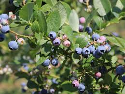 Čučoriedka kanadská ´Poppins´