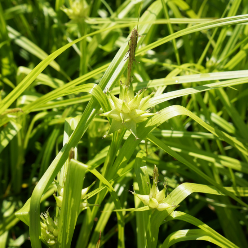 Ostrica ´ Grayova´