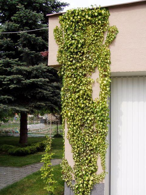 Brečtan popínavý ´Goldheart´