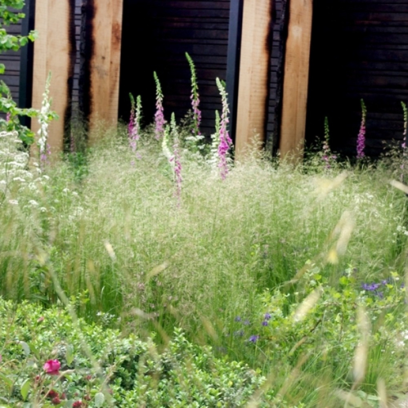 Metlica ’Bronzeschleier’