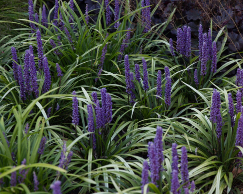 Liriopa modrincová ´Moneymaker´