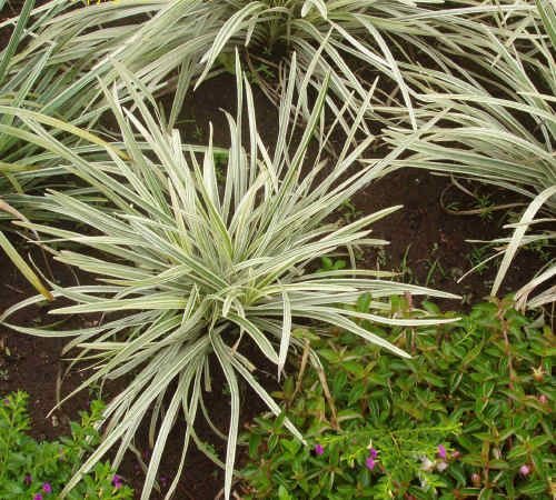 Liriopa modrincová ´Silver Dragon´