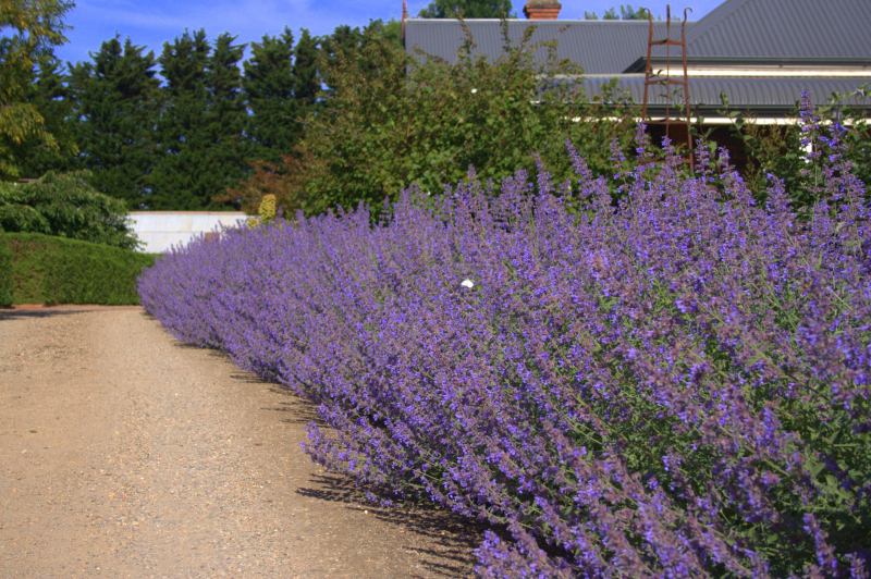 Kocúrnik ´Six Hills Giant´