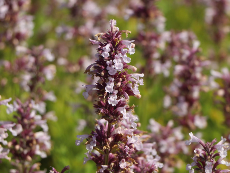 Kocúrnik ´Dawn to Dusk´