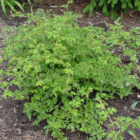 Korunkovec klavý ´Crispa´