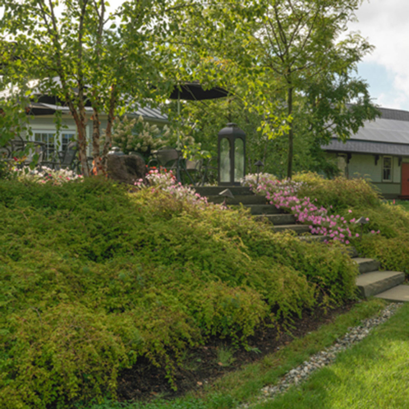 Korunkovec klavý ´Crispa´