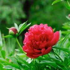 Pivonka čínska ´Inspecteur Lavergne´