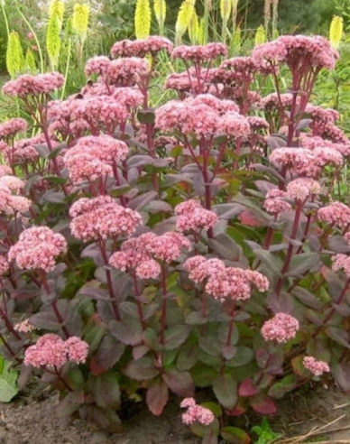 Rozchodník nádherný ’Matrona’ 9x9