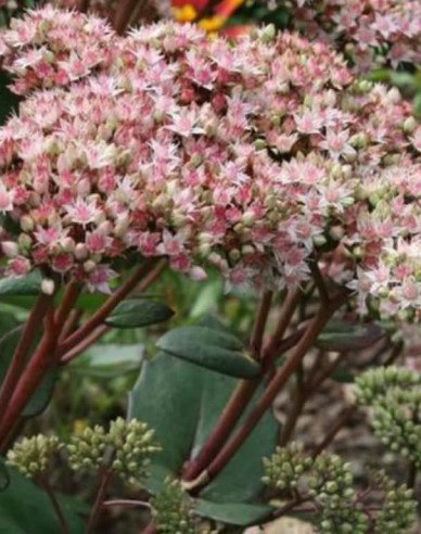 Rozchodník nádherný ’Matrona’ 9x9