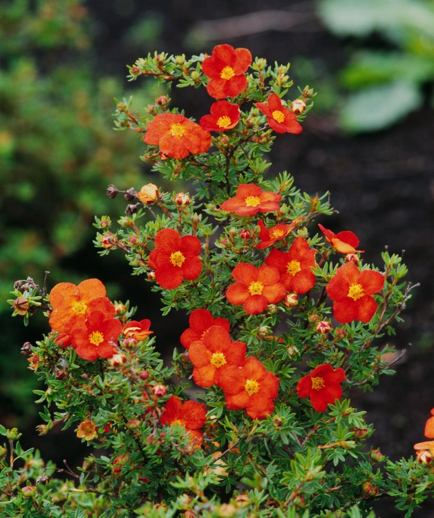 Nátržník krovitý "Red Ace"