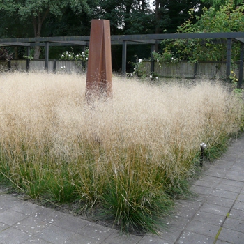 Metlica ’Goldschleier’ 9x9