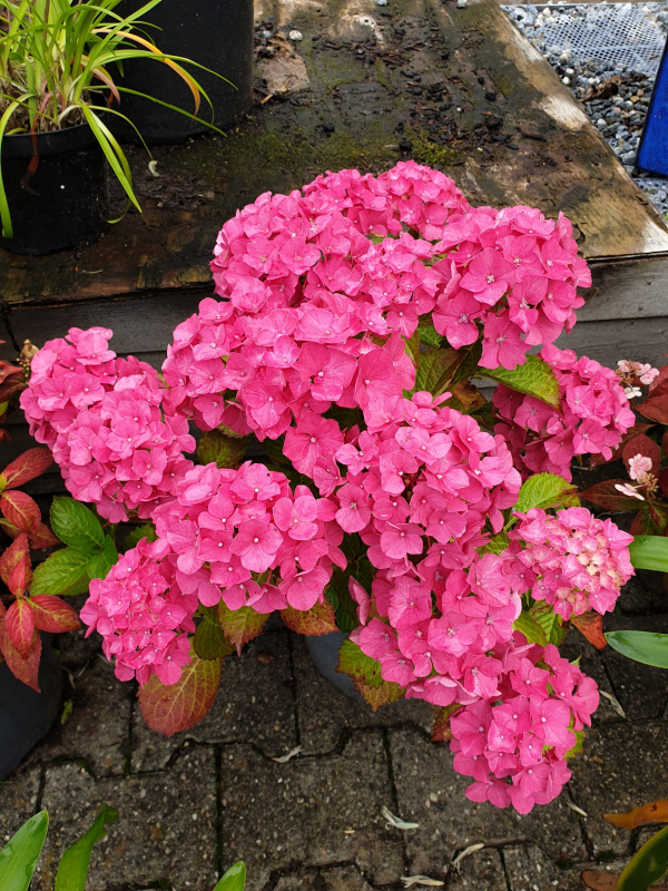 Hortenzia veľkolistá ´Alpengluhen´