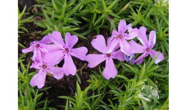 Flox šidlolistý ´Moerheimi´