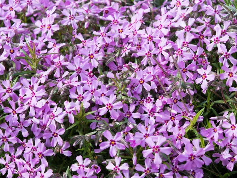 Flox šidlolistý ´Moerheimi´