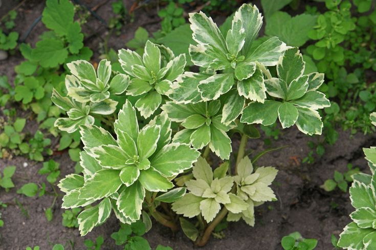 Pachysandra vrcholová ´Variegata´