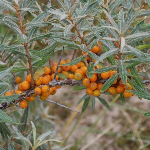 Rakytník samica ´Nela´