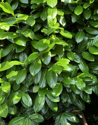 Vavrínovec lekársky ´Novita´ 9x9