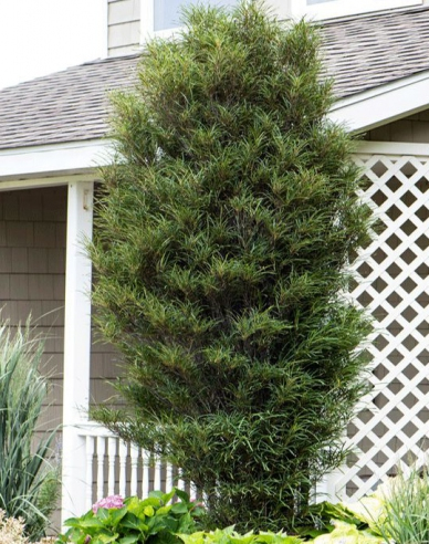 Krušina úzkolistá ´Fine Line´ 250cm