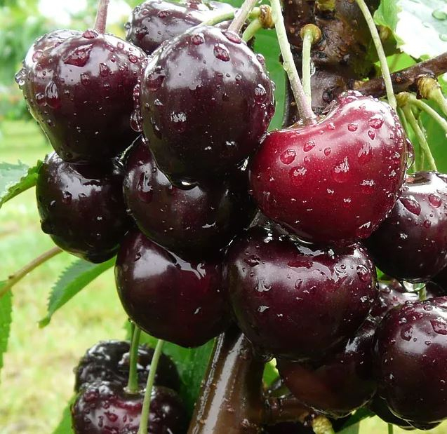 Čerešňa ´Jacinta´ skorá, podp. Mahalebka, voľnok.