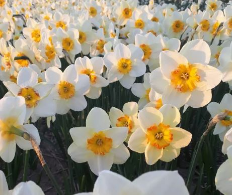 Narcis ´Infinite Joy´