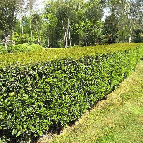 Vavrínovec portugalský ´Angustifolia´