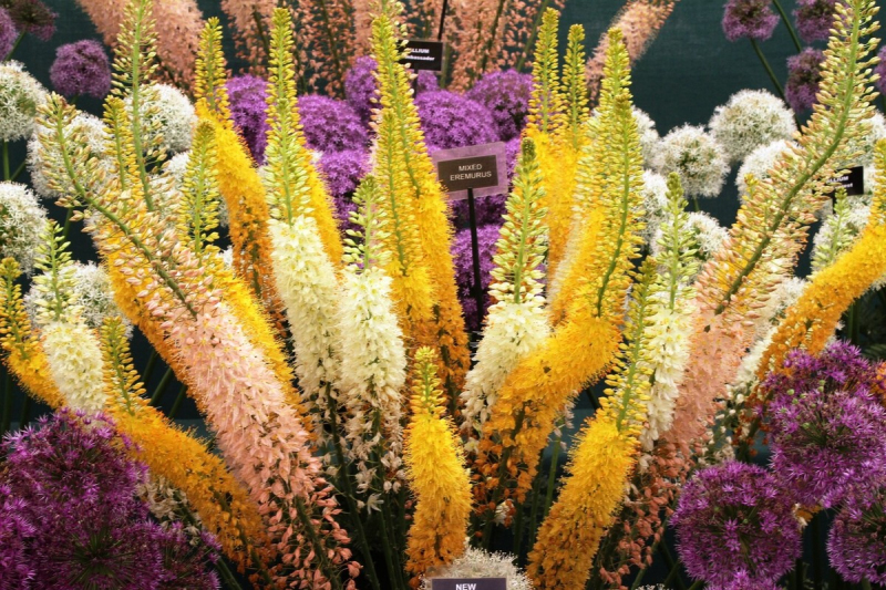 Fakľa úzkolistá hybrid - Eremurus 1ks