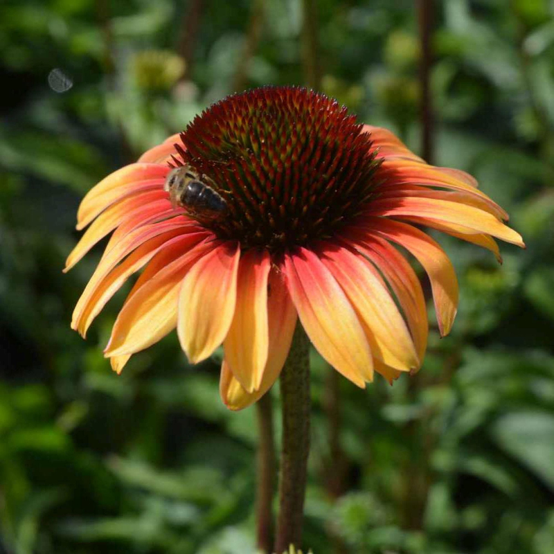 Echinacea  Sombrero ´Yellow Red´