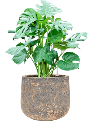 Kvetináč hlinený ´Baq Atlas Darcy Brown´