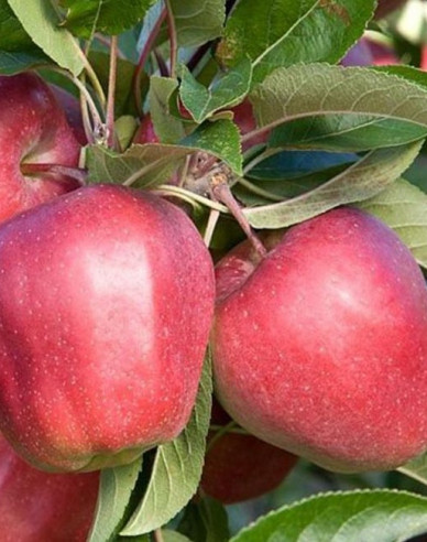 Jabloň ´Gloster´ zimná, podp. A2, voľnok.