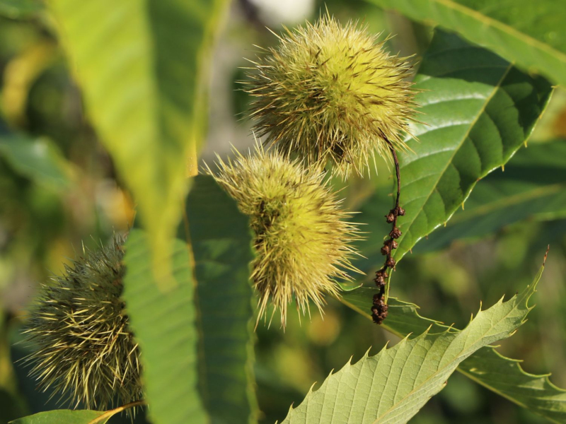 Gaštan jedlý  ´Markus´