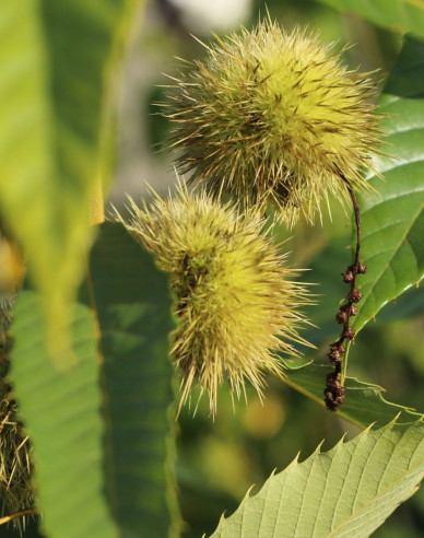 Gaštan jedlý  ´AM´