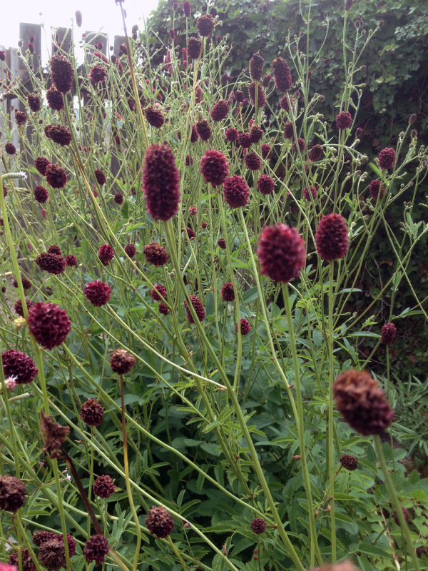 Krvavec ´Red Thunder´