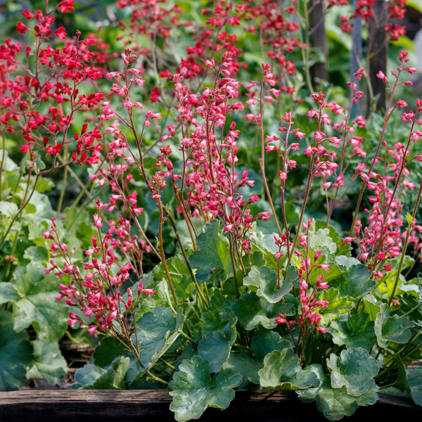 Heuchera  ´Ruby Bells´´