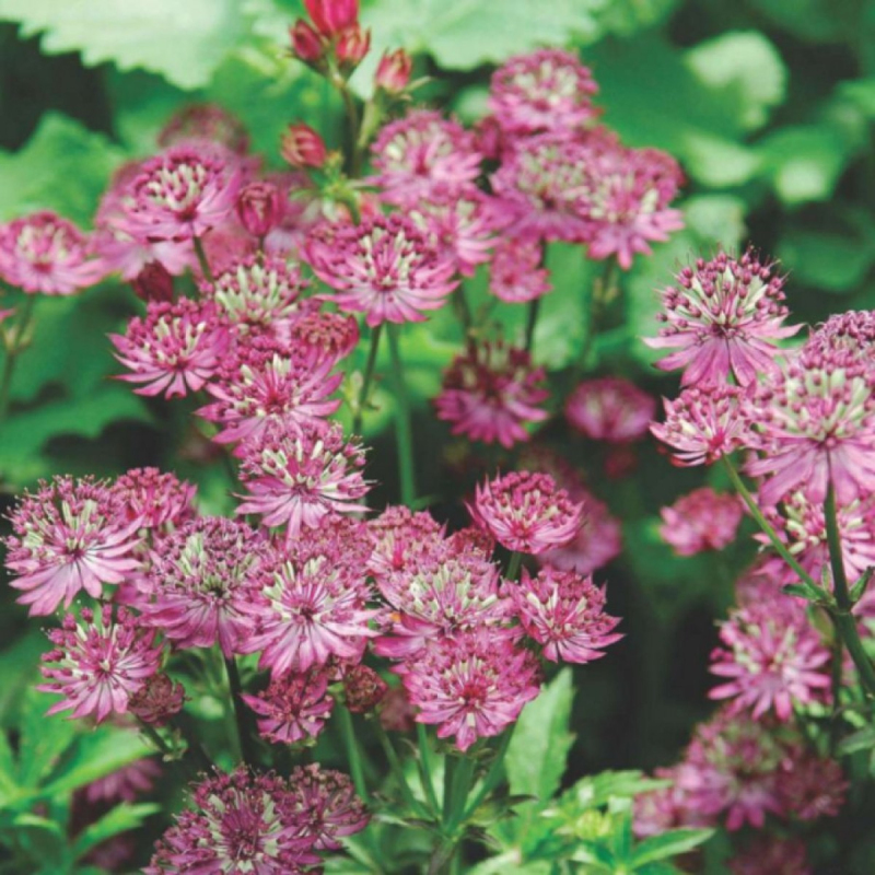 Jarmanka väčšia ´Rosensinfonie´