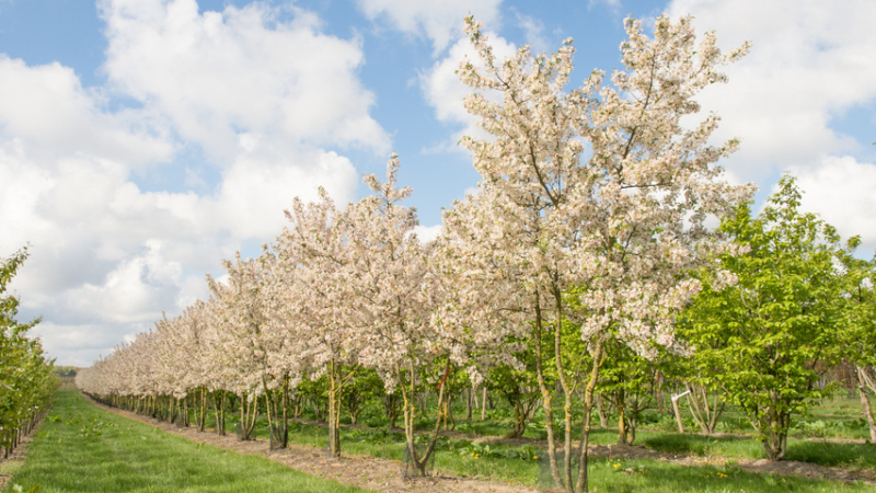 Jabloň okrasná ´Evereste´ viackmeň