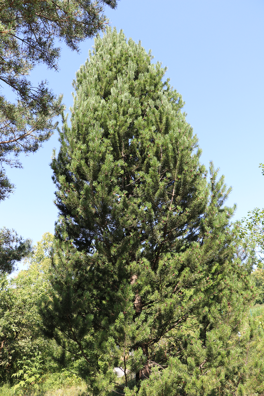 Borovica pyrenejská 50 - 60cm