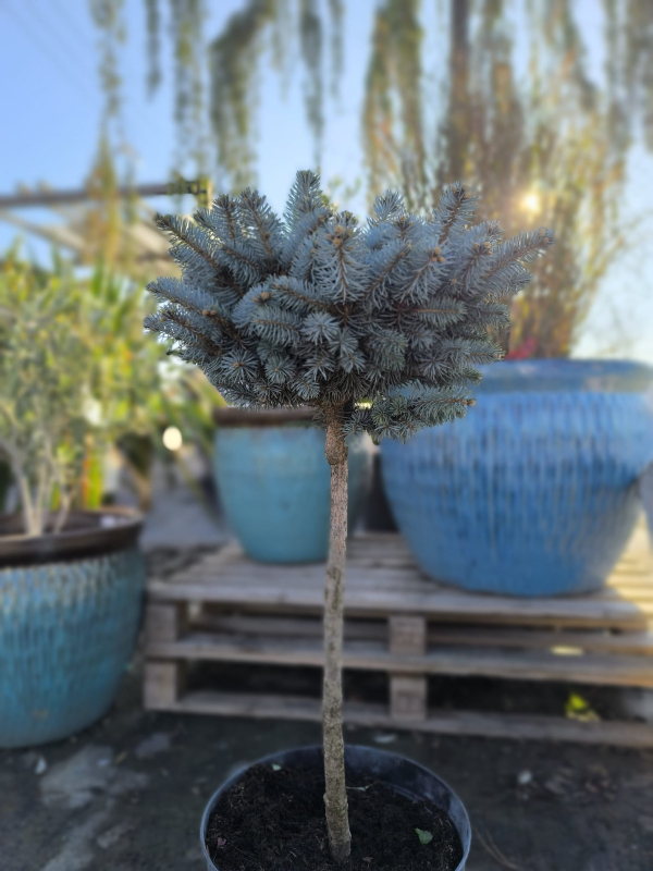 Smrek "Glauca Globosa" na kmienku