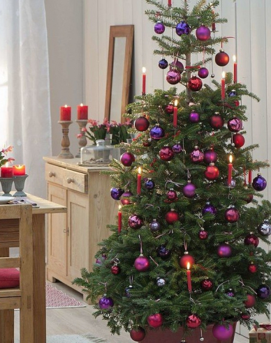 Jedľa korejská  300cm, kont.