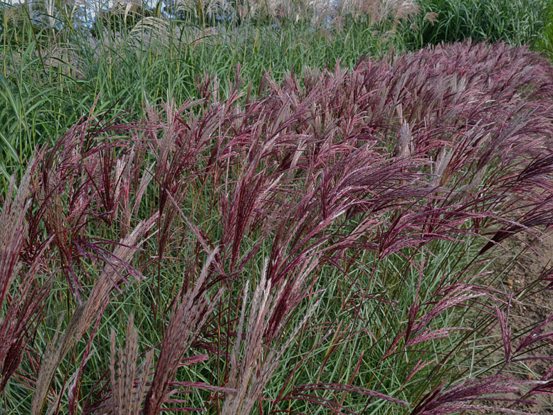 Ozdobnica čínska ´Red Chief´
