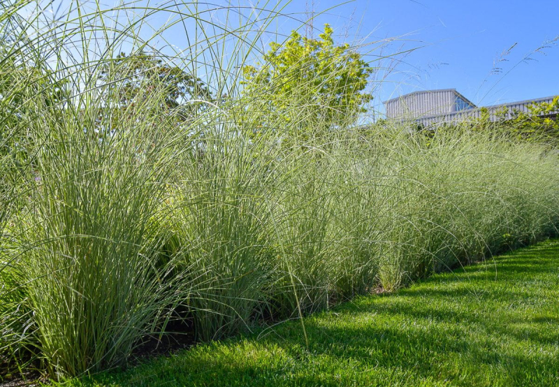 Ozdobnica čínska ´Morning Light´