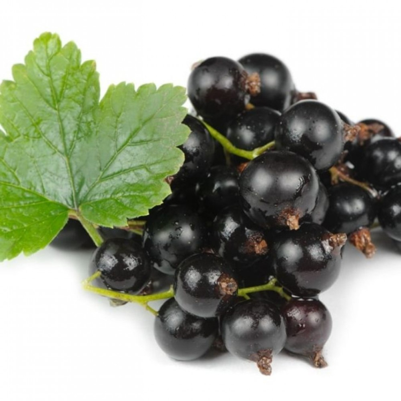 Ríbezľa čierna "Otelo" STROMČEKOVÁ, kont. 2l