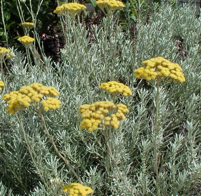 Slamiha úzkolistá "Kari"