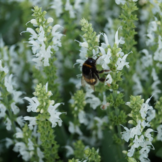 Šalvia hájna ´Schneehugel´