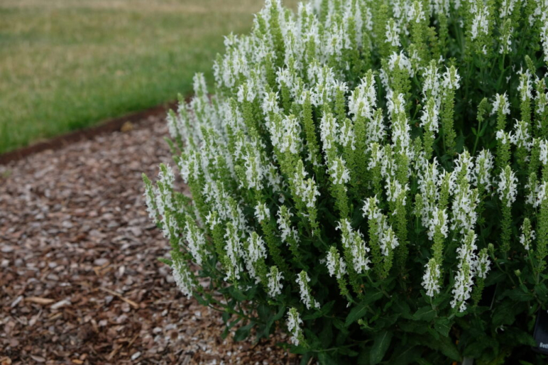 Šalvia hájna ´Schneehugel´