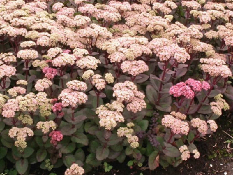 Rozchodník nádherný ’Matrona’ 1l