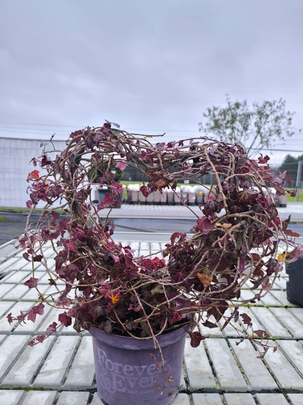 Brečtan v tvare srdca