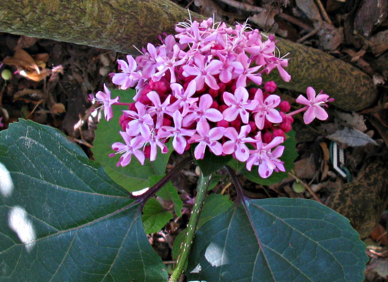 Blahoker  - Klerodendron Bungeov