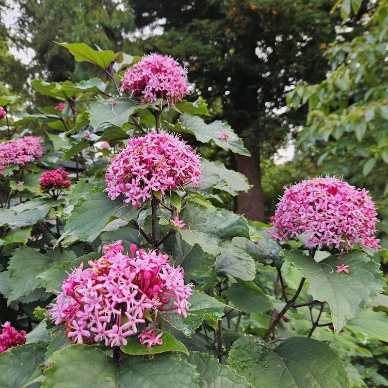 Blahoker  - Klerodendron Bungeov